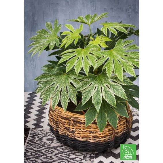 Chậu cứng Fatsia Spiders Web