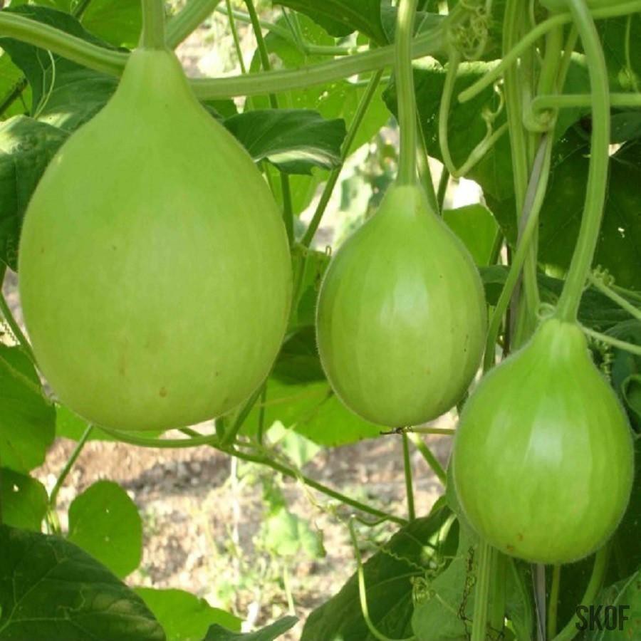 Hạt giống bầu tròn Thái 1 gói 2gram - nảy mầm tốt