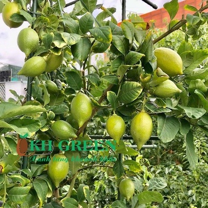 Cây giống chanh vàng Mỹ Eureka