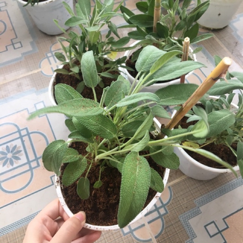 Hạt giống Xô Thơm Sage Nhập Khẩu Mỹ - 30 hạt