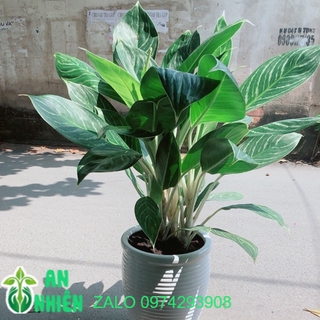 Chậu Cây Bạch Mã Hoàng Tử (chỉ giao hoả tốc)