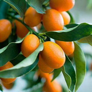 Cây quất ngọt đang quả.