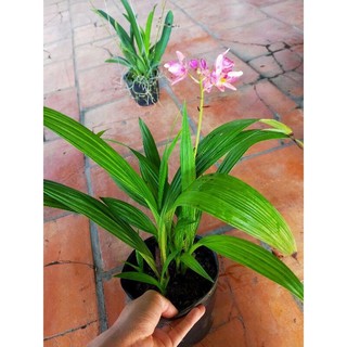 Địa lan /lan chu đỉnh