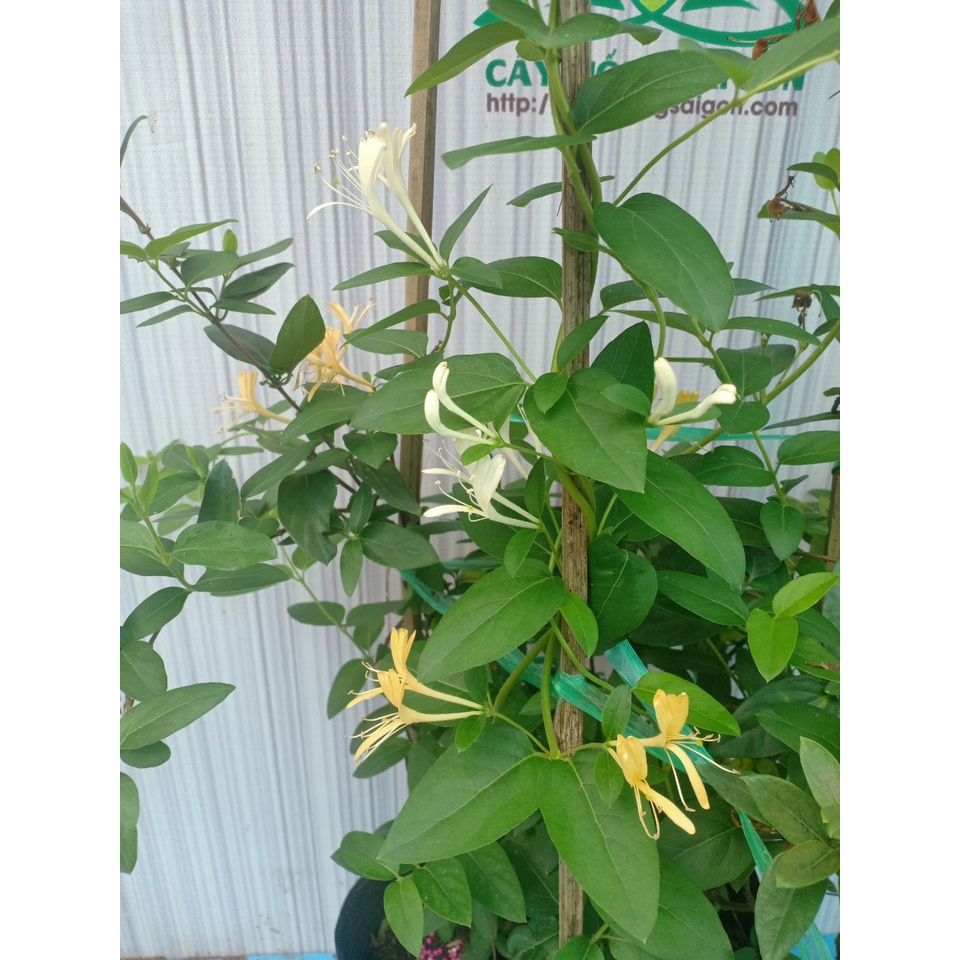 Kim ngân hoa  hoa thơm, hoa quanh năm, cây leo nhanh,tranh trí cổng nhà, ban công...