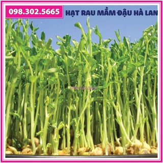 Hạt rau mầm đậu hà lan - gói 90g - Trồng rau mầm sạch, rau mầm hữu cơ an toàn tại nhà