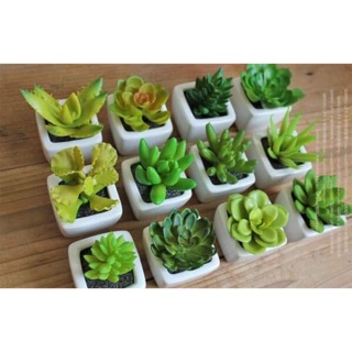 Chậu sứ mini trồng sen đá dáng vuông vát góc