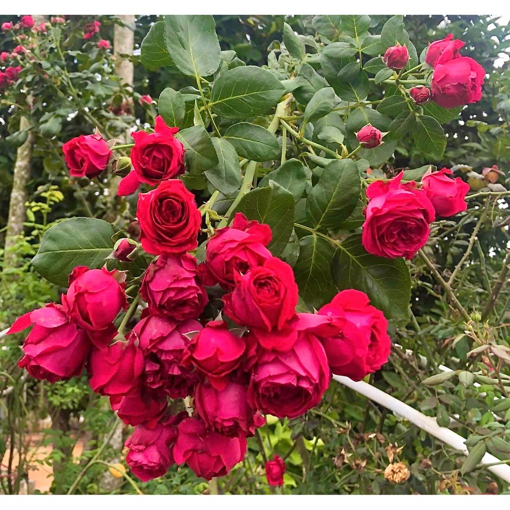Phân bón chuyên dùng cho hoa hồng - Sai hoa, màu đẹp - TÁCH GÓI TÚI ZIP 15 GAM