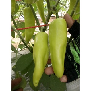 20 hạt giống ớt ngọt đùi gà , dể trồng, nảy mầm trên 98%