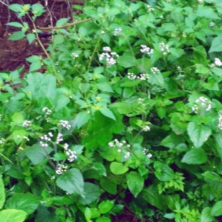 Cây cứt lợn tươi 5kg