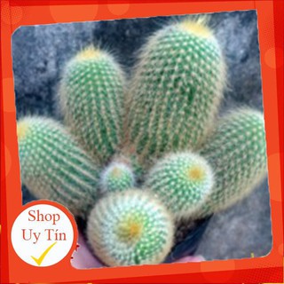 xương rồng Bóng bụi dài🍏 |FREESHIP| 🔥 XỨ NÓNG, ĐÃ THUẦN KHÍ HẬU, KHOẺ ĐẸP 🍏 LỖI 1 ĐỔI 1