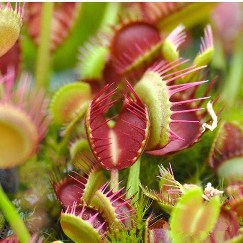 Cây Bẫy kẹp(Venus Flytrap)