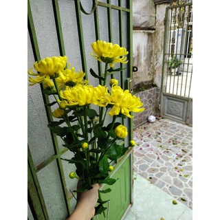 Cành hoa cúc đại đoá đất sét dài 60cm, đường kính hoa 13cm