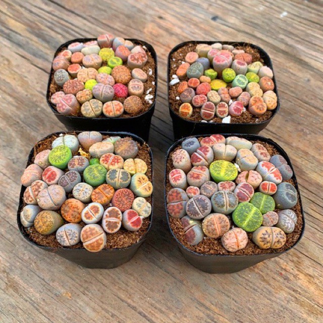 [Mã 44LIFESALE giảm 10% đơn 99K] [SIÊU SALE] CHẬU SEN ĐÁ LITHOPS ĐỦ LOẠI NGẪU NHIÊN (SEN MÔNG; THẠCH LAN)