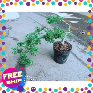 Linh Sam Bonsai