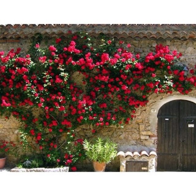 Hạt giống hoa Hồng leo Pháp Nhiều màu TẶNG 1 phân bón 20H - HẠT GIỐNG HOA HỒNG LEO PHÁP  KHUYẾN MẠI TẾT