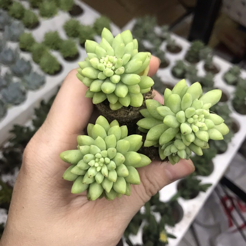Sen đá Chuỗi Ngọc size vĩ - sen đá mini Đà Lạt giá rẻ