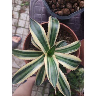 Agave Lophantha Quadricolor - vàng xanh