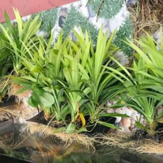 Combo 60 cây dứa nếp gửi khách