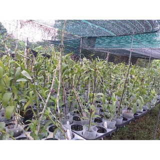 hoa phong lan - hawai trắng xưa