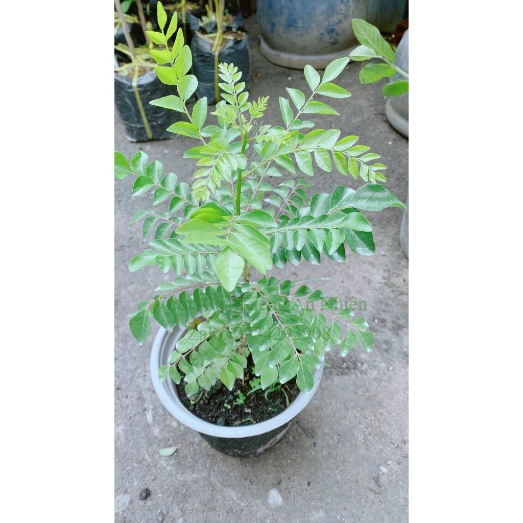 Cây Cari Hàng Khoẻ Đẹp
