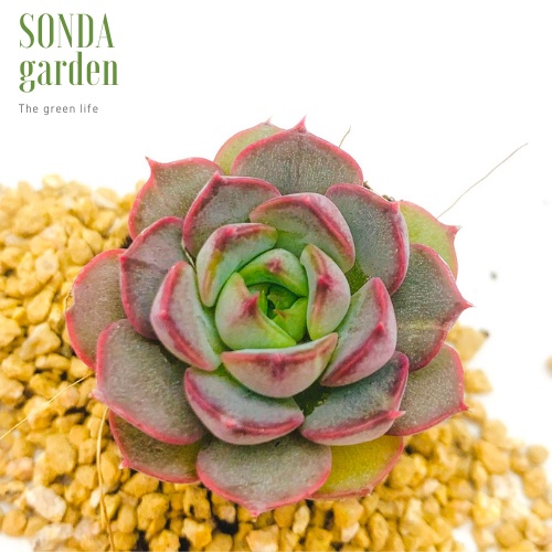 Sen đá hoa hồng đỏ SONDA GARDEN size mini 2.5-4cm, xuất xứ Đà Lạt, khoẻ đẹp, lỗi 1 đổi 1