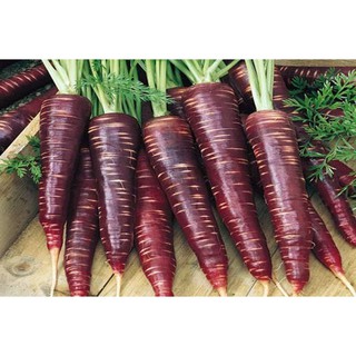 Hạt giống cà rốt tím ruột vàng - xuất xứ Nga