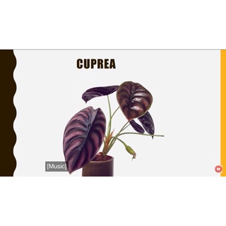 chậu alocasia cuprea môn rồng đỏ