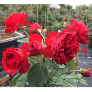 Chậu hoa hồng ngoại Red Apple đỏ - hoa bụi, siêng hoa