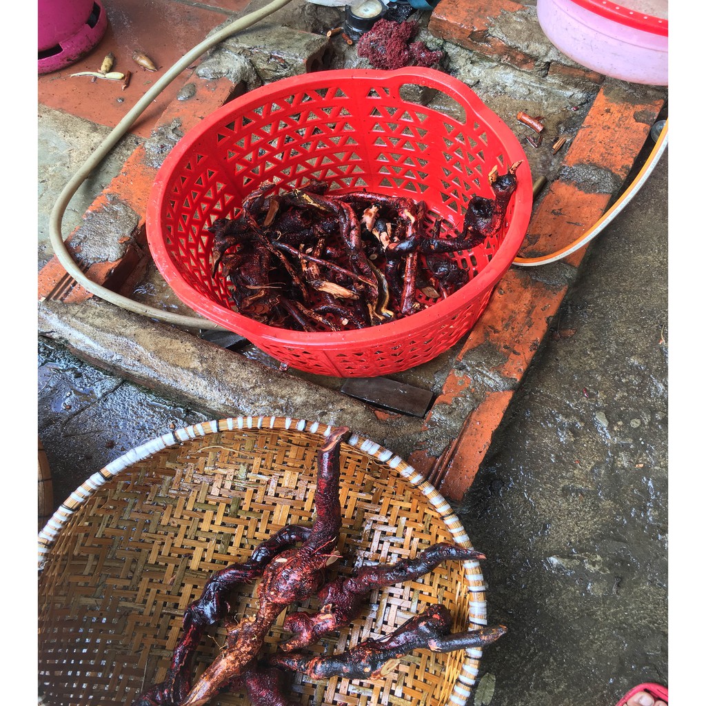 Rễ Mú Từn Tươi Sơn La -1Kg