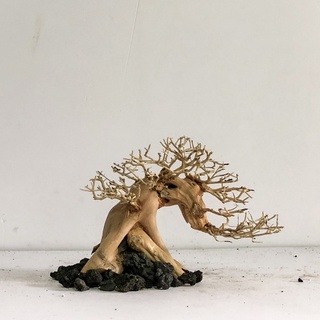 Lũa bonsai - hải sơn qùy - linh sam - tán xương chùm