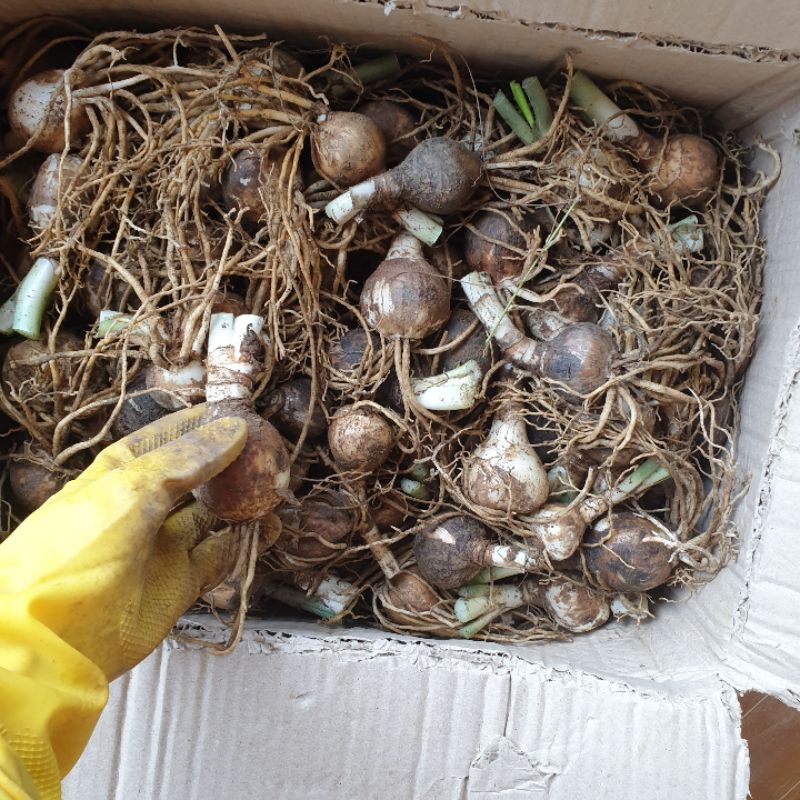 Cây hoa ngọc trâm