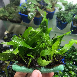 Dương Xỉ Lá Hẹp - Cây Thủy Sinh