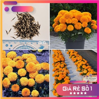 [F1] - Hạt giống Vạn thọ Mỹ F1 chuẩn lùn bông to màu cam - 10 hạt (ảnh hạt thật)