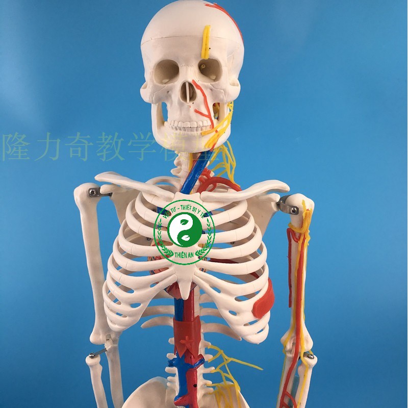Mô hình xương người cao 85cm- Mô tả đầy đủ đường đi của mạch máu và thần kinh