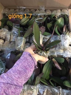 Hoa Lan Hồ điệp