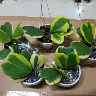 Lan cẩm cù tim lá biên
