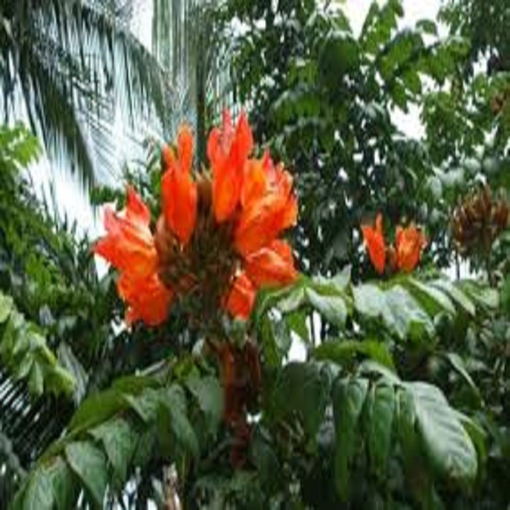 CÂY GIỐNG HOA PHƯỢNG LỬA