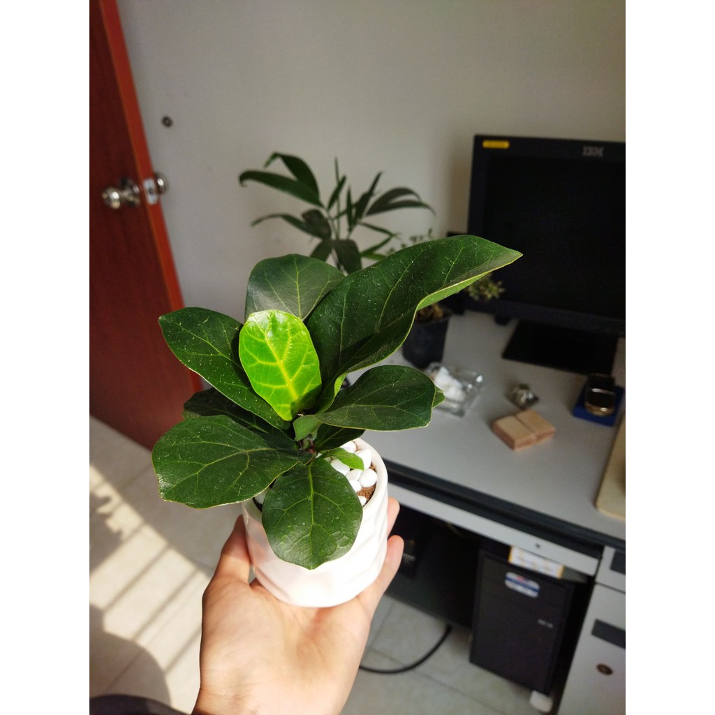 Cây bàng singapore mini