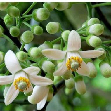 Phân Bón Kích Hoa, Đậu Trái Đầu Trâu MK 5-45-10 (Gói 10gr)
