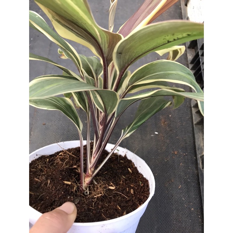 Chậu cứng huyết dụ Cordyline mocha latte