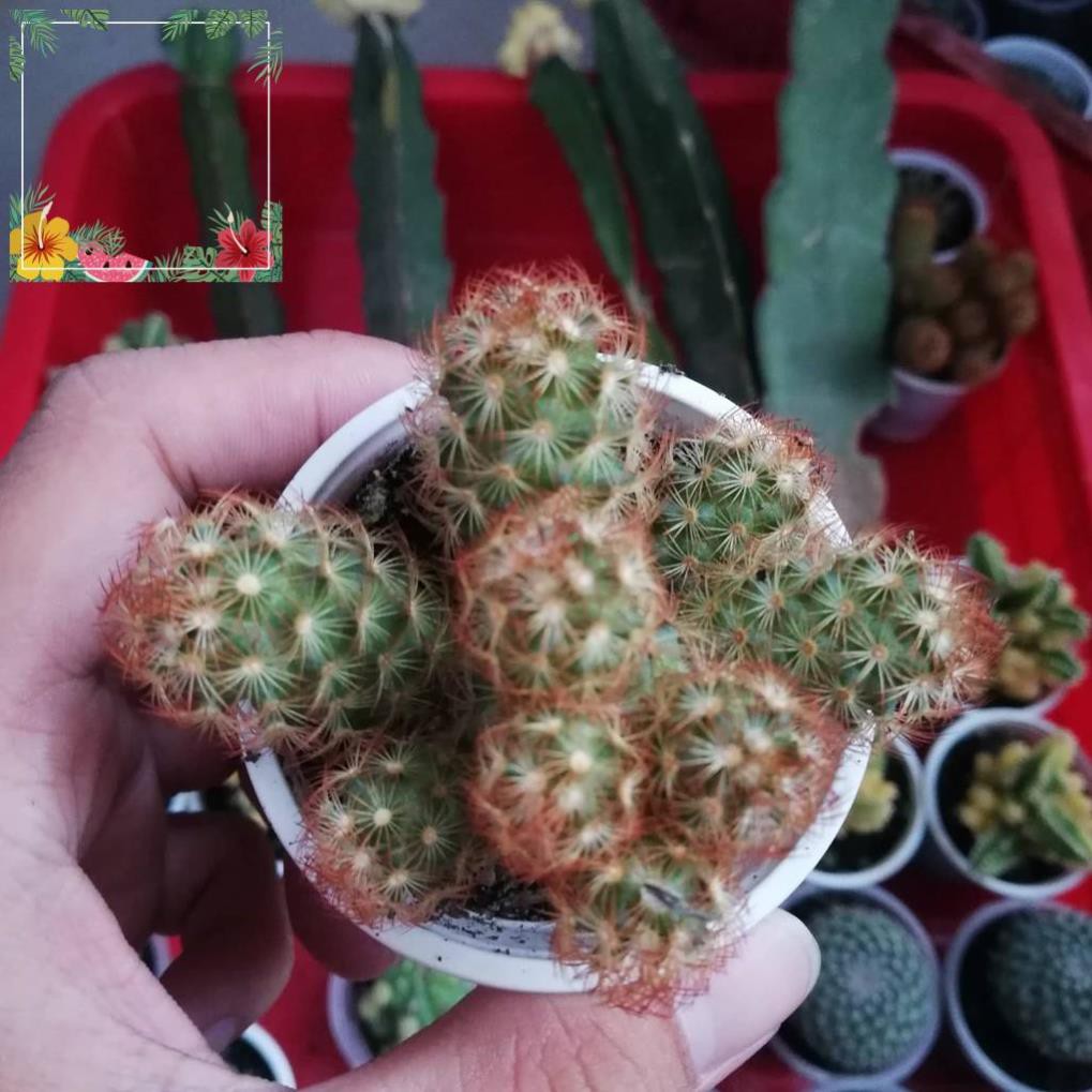 Green Garden -- Xương rồng mami chân đỏ ! o.Ô >< .