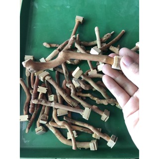 cầu ngủ cho chim