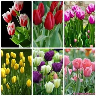 combo 10 củ hoa tulip đủ màu