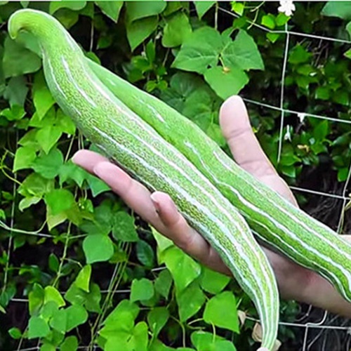 Hạt_Giống_Mướp_Nhật