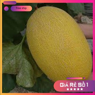 HẠT GIỐNG DƯA LƯỚI VÀNG - 10 HẠT LUCKY.VN