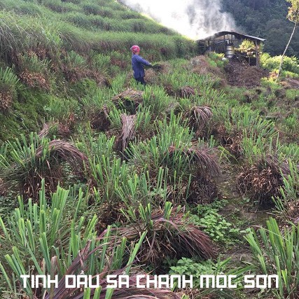 TINH DẦU SẢ CHANH HỮU CƠ MỘC SƠN NGUYÊN CHẤT 100%