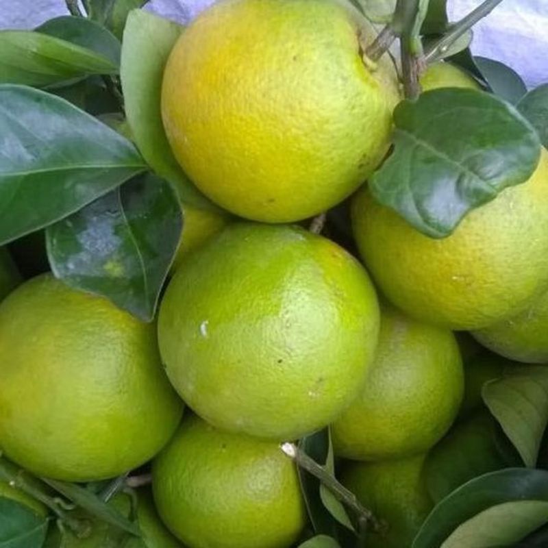 Cam xoàn tươi ngon, ngọt