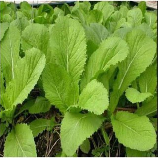 HẠT GIỐNG CẢI MƠ CAO SẢN .
