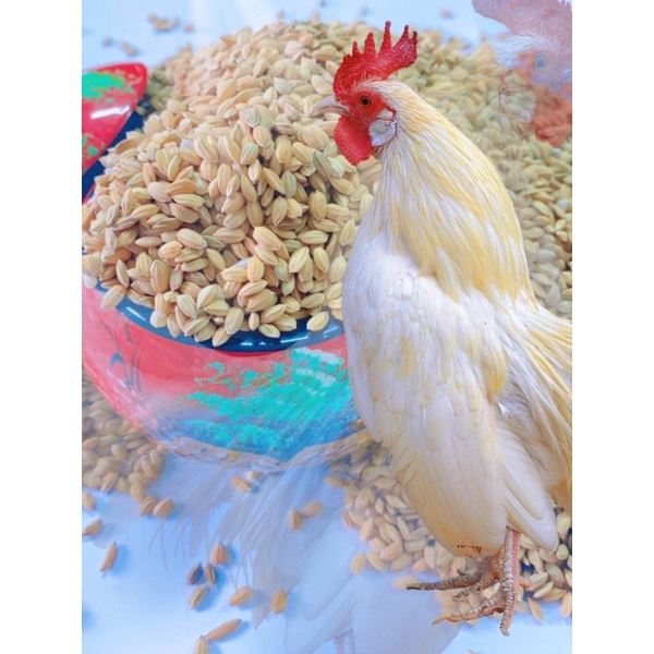 Lúa hạt tròn to (lúa Nhật túi 1kg)