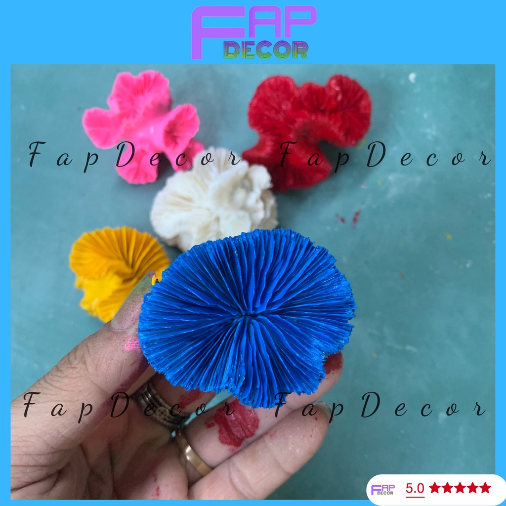 SAN HÔ HẢI QUỲ PHONG THỦY PHỐI MÀU SIÊU ĐẸP, TRANG TRÍ BỂ CÁ. NHÀ CỬA - FAPDECOR